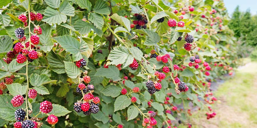 Image of Blackberries - field