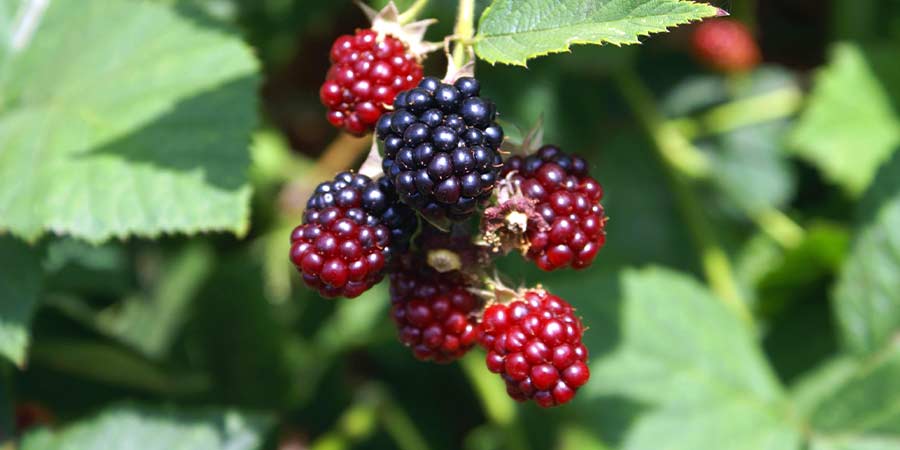 Image of Blackberries - protected