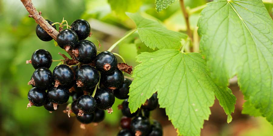 Image of Blackcurrants - protected