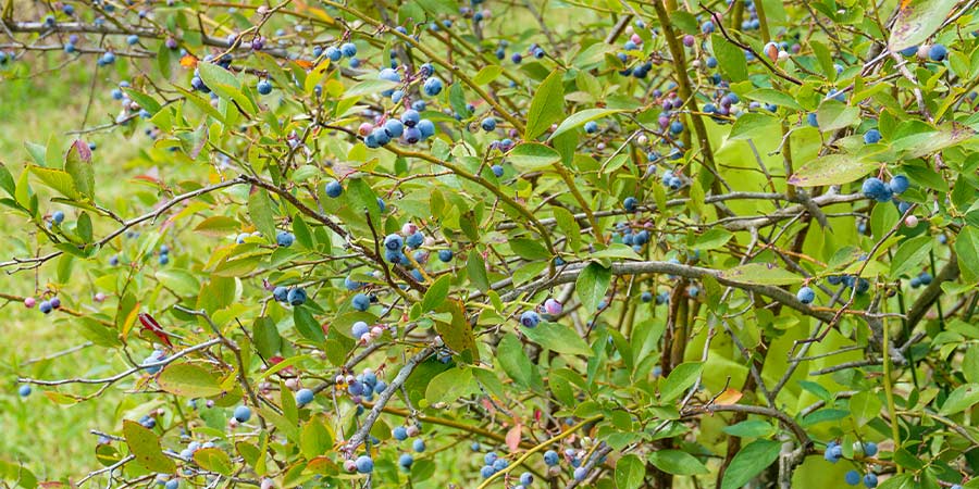 Image of Blueberries - field