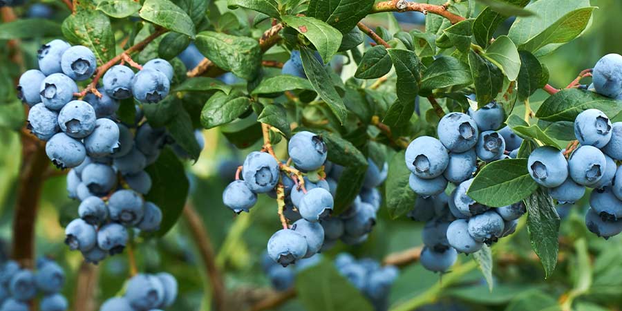 Image of Blueberries - protected