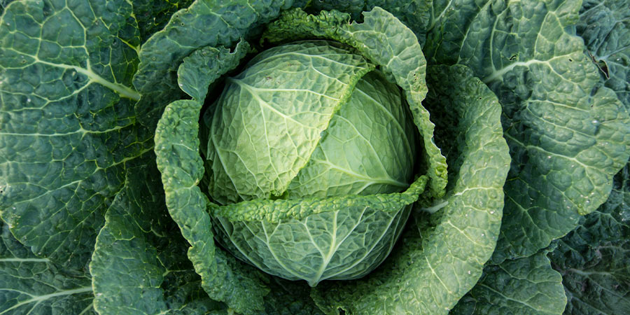 Image of Cabbage - head