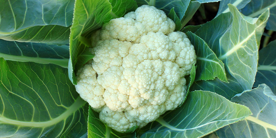 Image of Cauliflowers