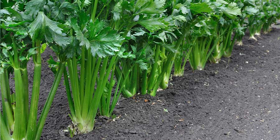 Image of Celery - field