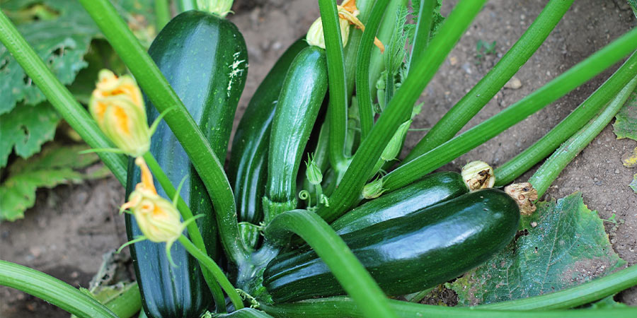 Image of Courgettes - field