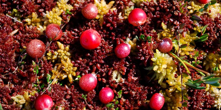 Image of Cranberries - field