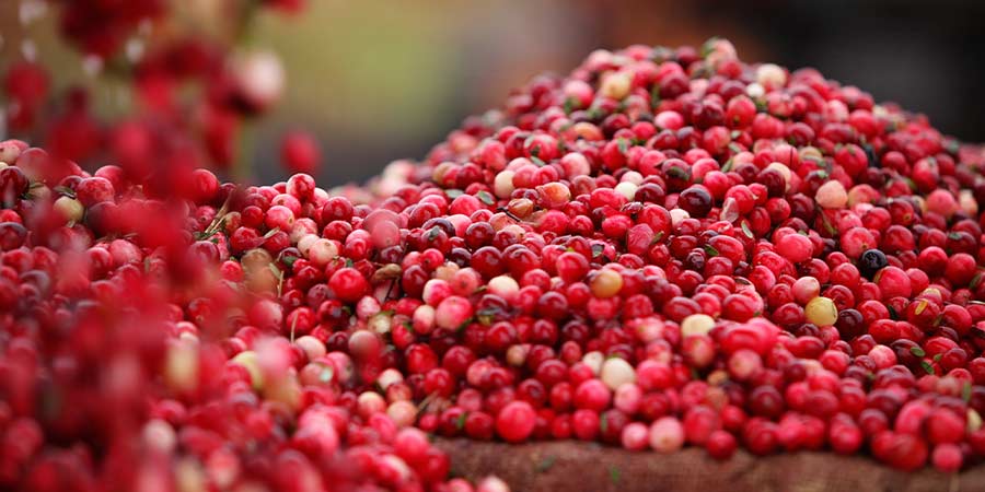 Image of Cranberries - protected