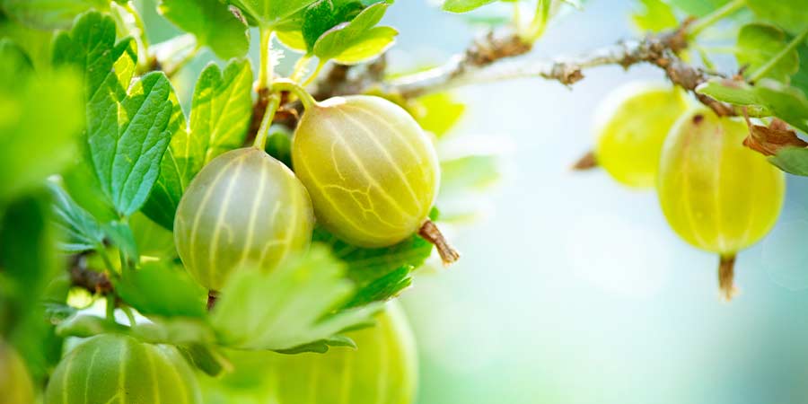 Image of Gooseberries - protected