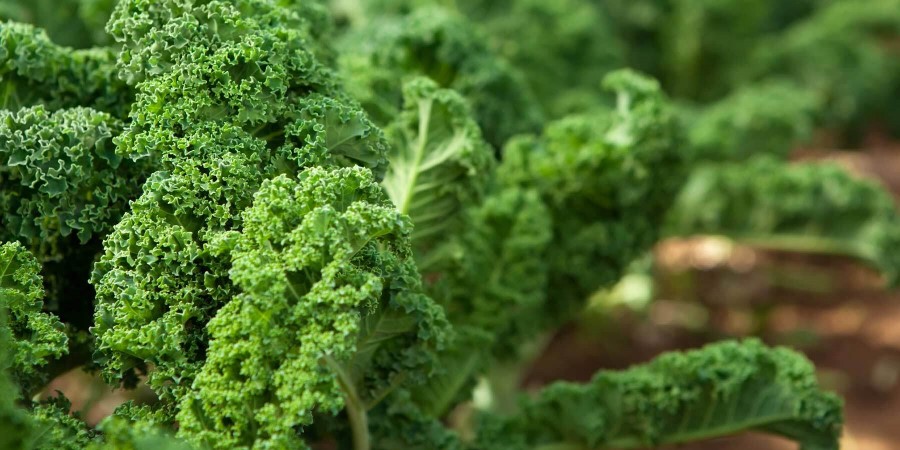 Image of Kale