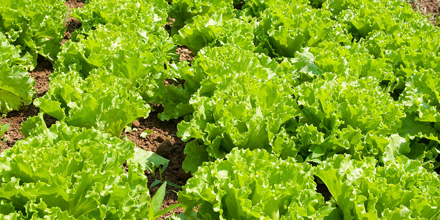 Image of Lettuce - field