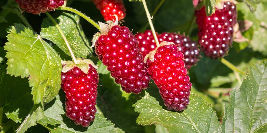 Image of Loganberries - protected