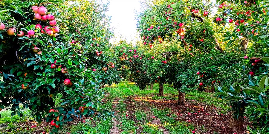 Image of Orchards - top fruit
