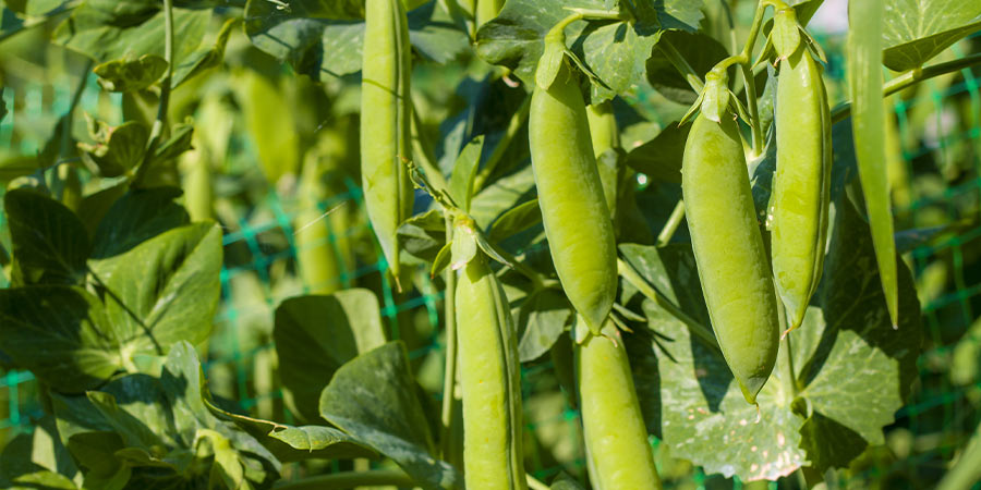 Image of Peas - vining