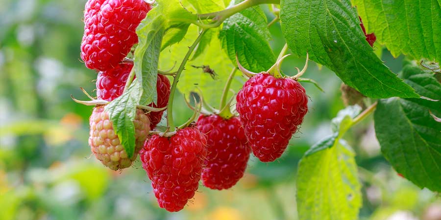 Image of Raspberries - field