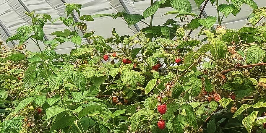 Image of Raspberries - protected