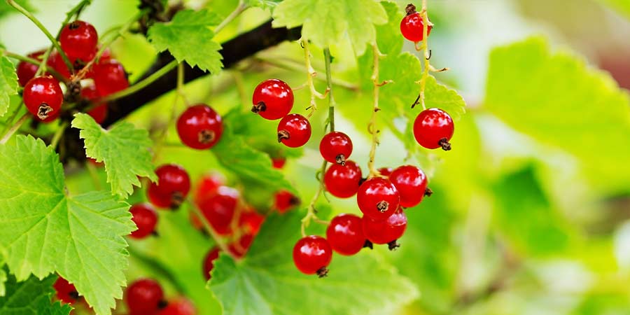 Image of Redcurrants - field