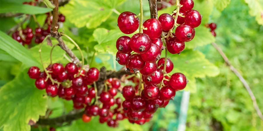 Image of Redcurrants - protected
