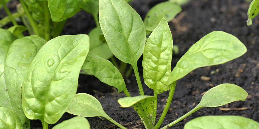 Image of Spinach