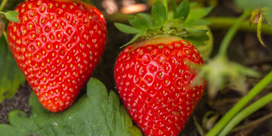 Image of Strawberries - field