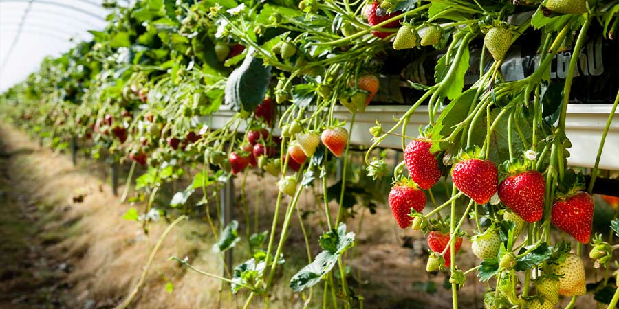 Image of Strawberries - protected