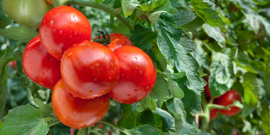Image of Tomatoes - protected